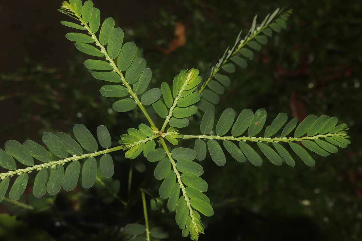 Phyllanthus amarus Schumach. & Thonn.